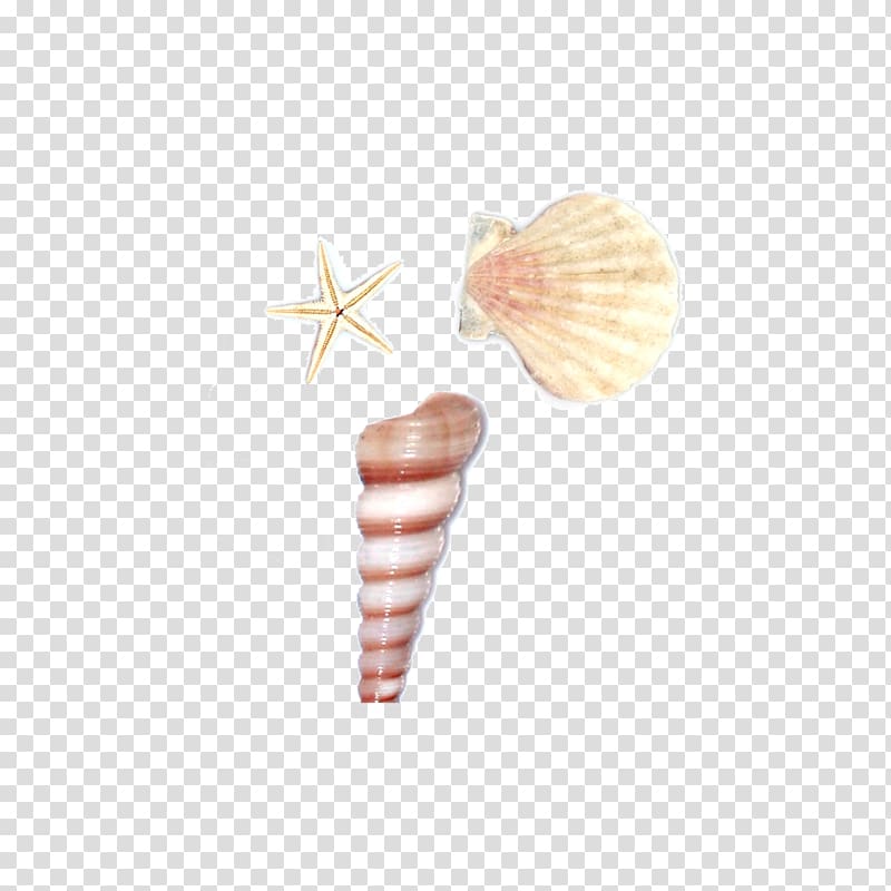 Seashell Sea snail Conch, Shell conch transparent background PNG clipart