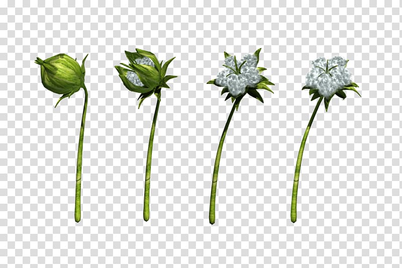 Flower Cotton Flora Plant stem, flower transparent background PNG clipart