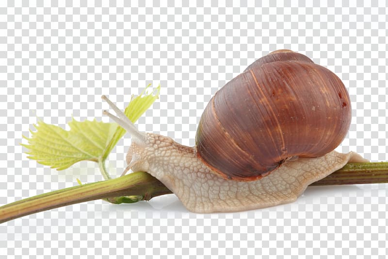 Orthogastropoda Insect Escargot, Snail climbing transparent background PNG clipart