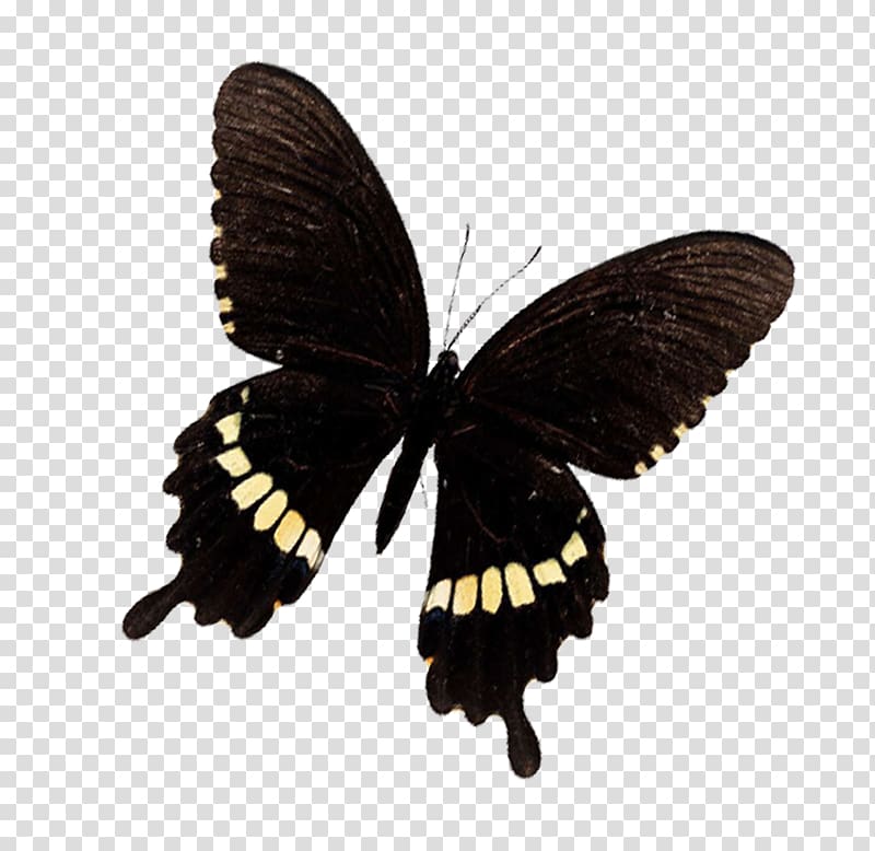 Butterfly Metamorphosis Moth, Butterfly transparent background PNG clipart