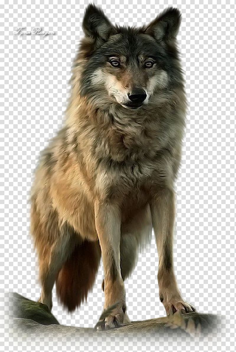 wolf , American Wolf A True Story of Survival and Obsession in the West Dog Mexican wolf Pack Native Americans in the United States, ​​wolf transparent background PNG clipart