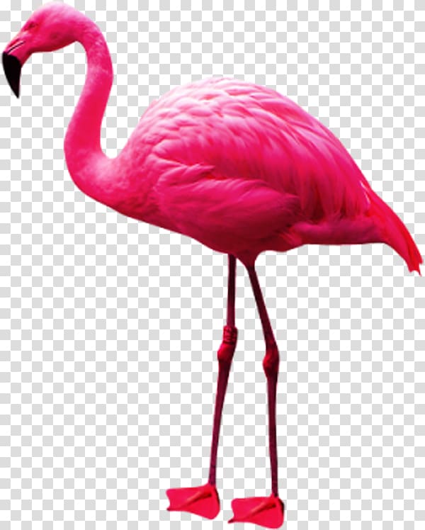 Phoenicopteridae Flamingo , Pink Flamingos transparent background PNG clipart