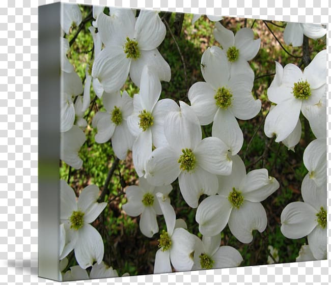 Petal Flowering plant Wildflower, Dogwood transparent background PNG clipart