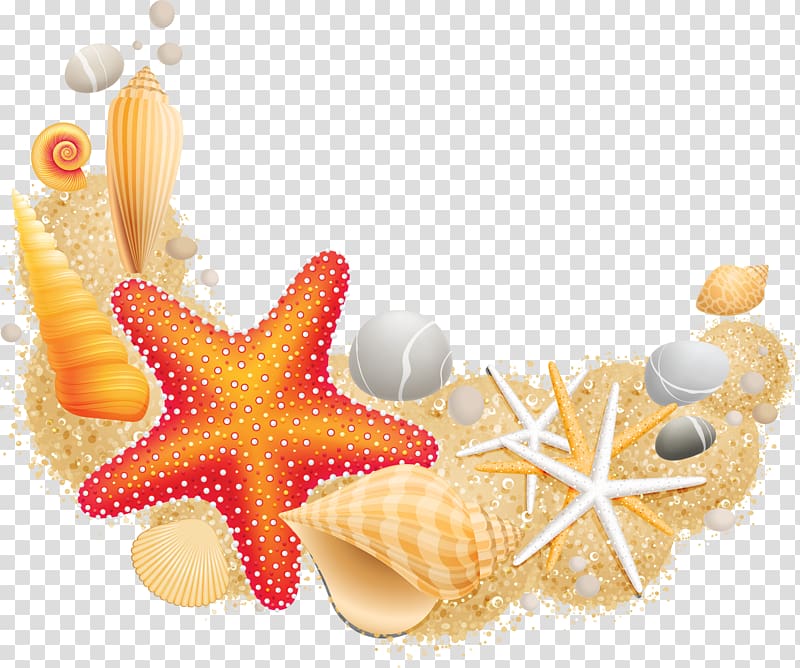 Seashell Mollusc shell Computer Icons, seashell transparent background PNG clipart