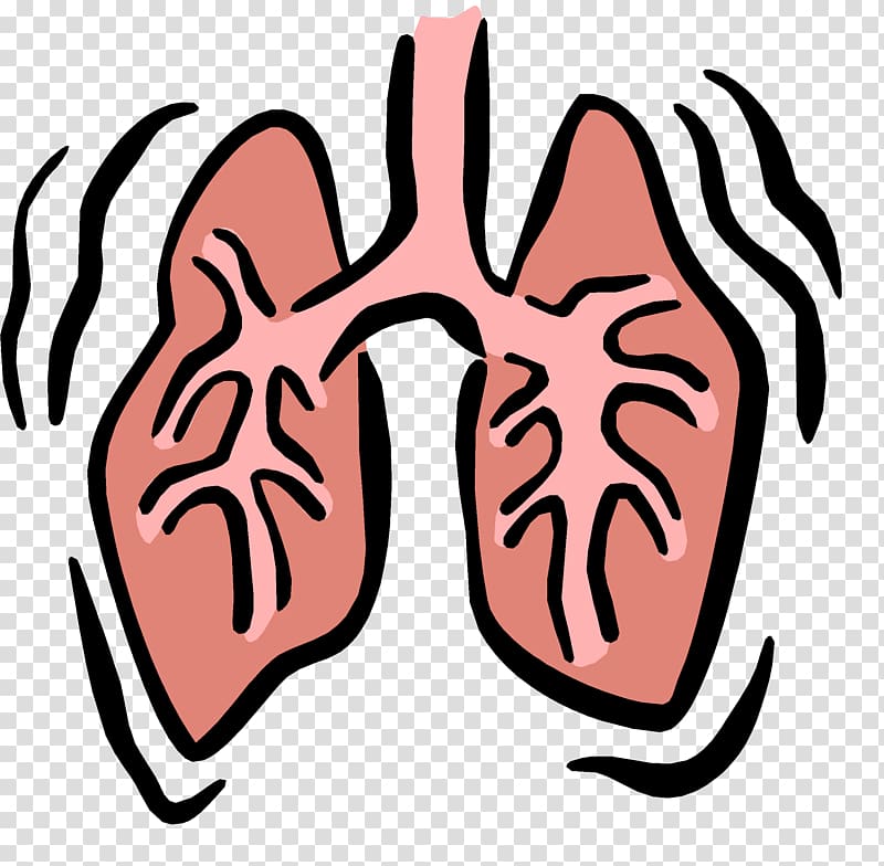 Respiratory system Respiratory therapist Respiration Respiratory failure , Small Lungs transparent background PNG clipart