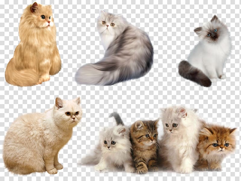 Persian cat Kitten Havana Brown Aegean cat Maine Coon, kitten transparent background PNG clipart