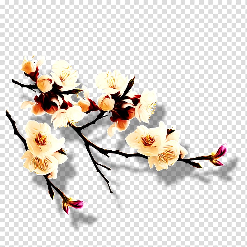 China Plum blossom, Plum flower transparent background PNG clipart