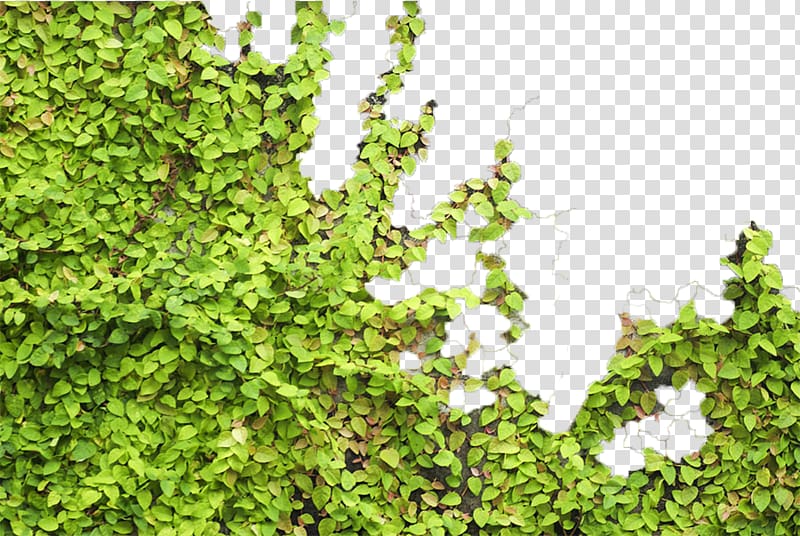 green leaves, Parthenocissus tricuspidata Tiger Euclidean , Green wall tiger transparent background PNG clipart