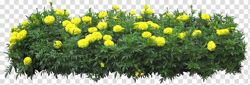 yellow petaled flowers, Flower , bushes transparent background PNG clipart