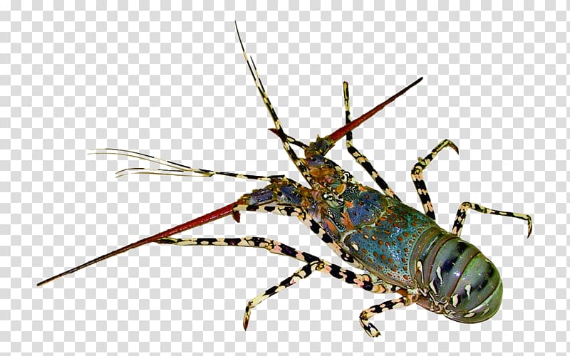 Lobster Decapoda Seafood Shrimp Palinurus elephas, Blue Lobster transparent background PNG clipart