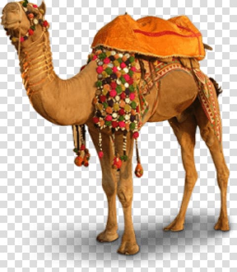 Merzouga Bactrian camel , camel transparent background PNG clipart