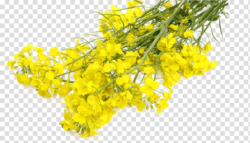 yellow rapeseed flowers illustration, Mustard plant Rapeseed Canola Flower, sunflower oil transparent background PNG clipart