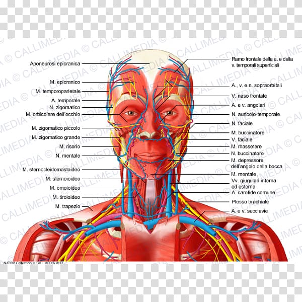 Head and neck anatomy Anterior triangle of the neck Blood vessel Nerve, Neck muscle transparent background PNG clipart