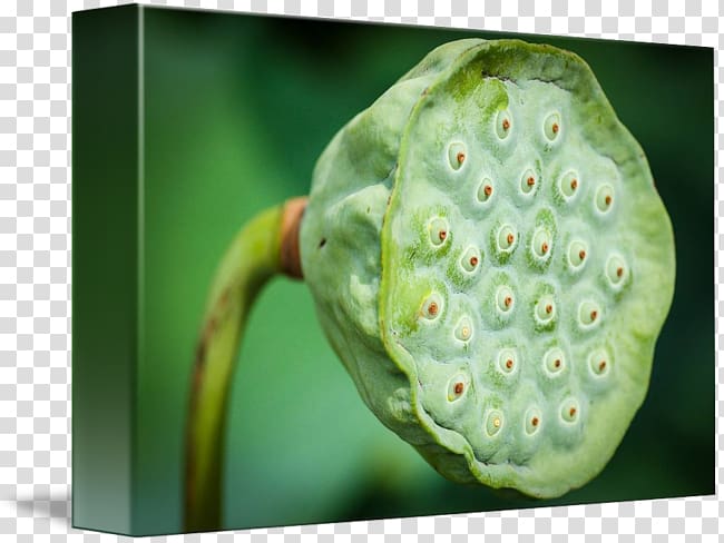 Lotus seed Nelumbo nucifera Trypophobia Plant pathology, lotus seeds transparent background PNG clipart