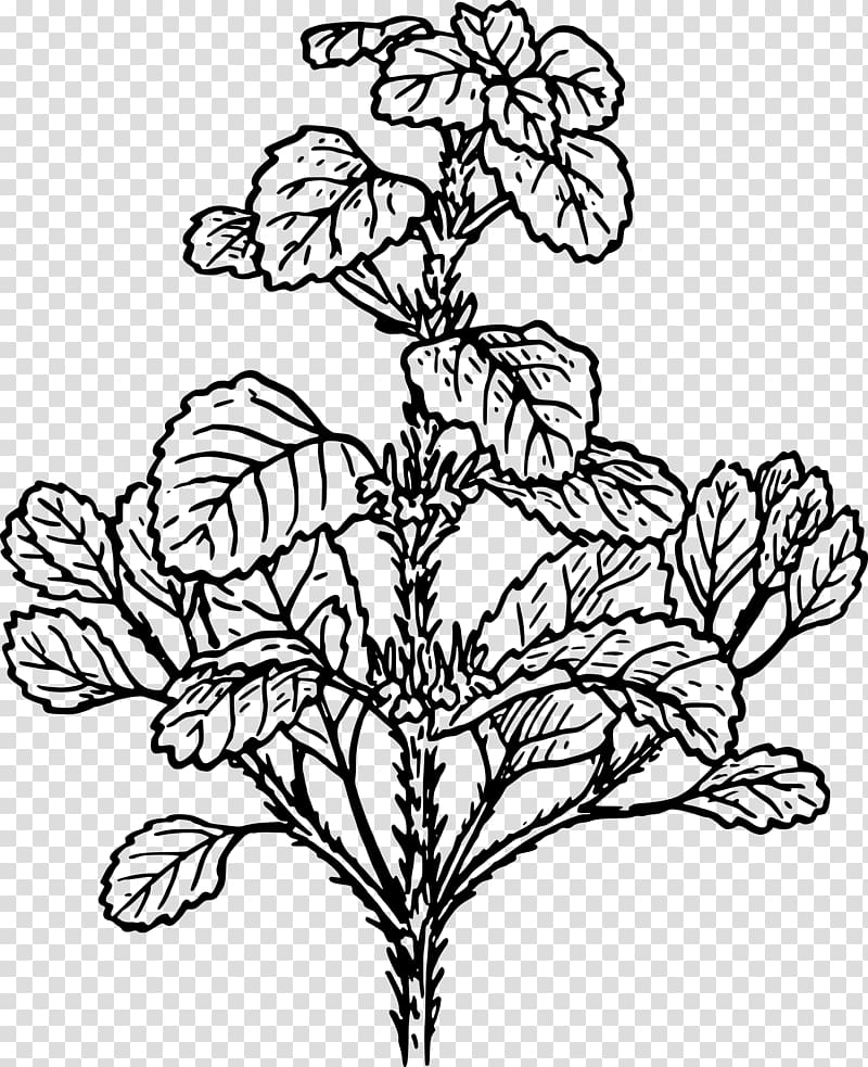 White horehound Plant Herb , mint flowers transparent background PNG clipart