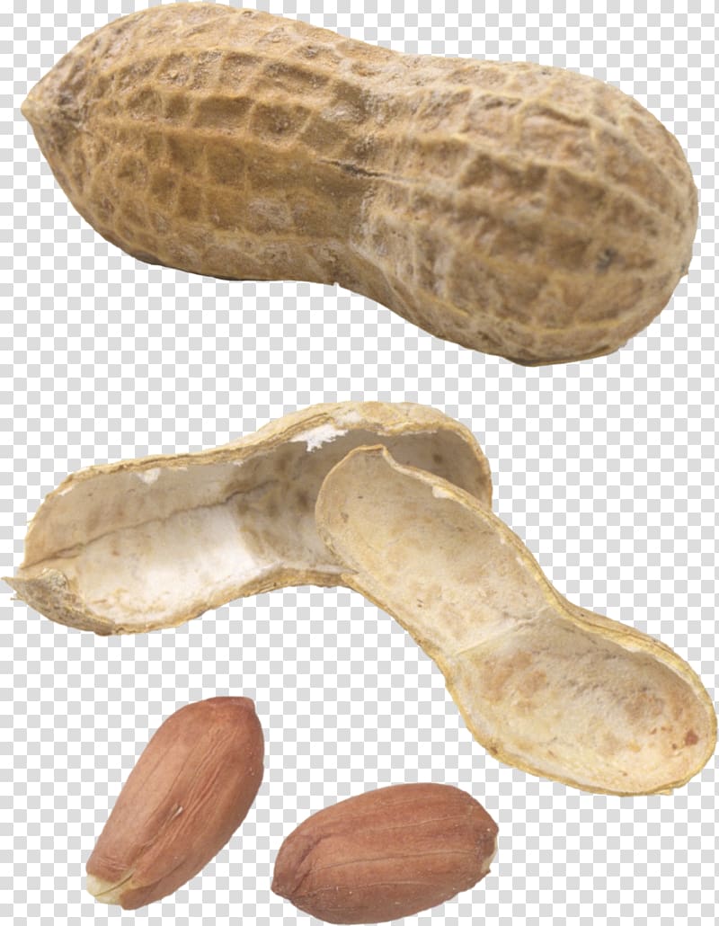 Peanut transparent background PNG clipart