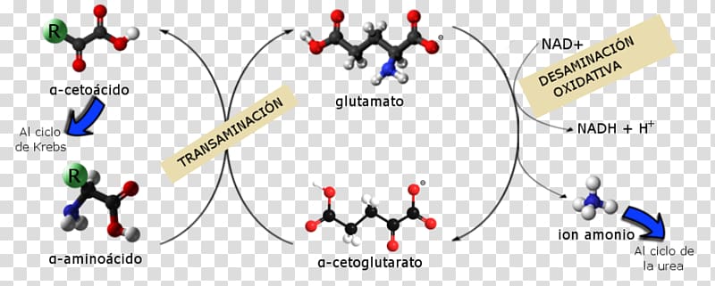 Catabolism Anabolism Metabolism Biochemistry Biomolecule, Urea transparent background PNG clipart