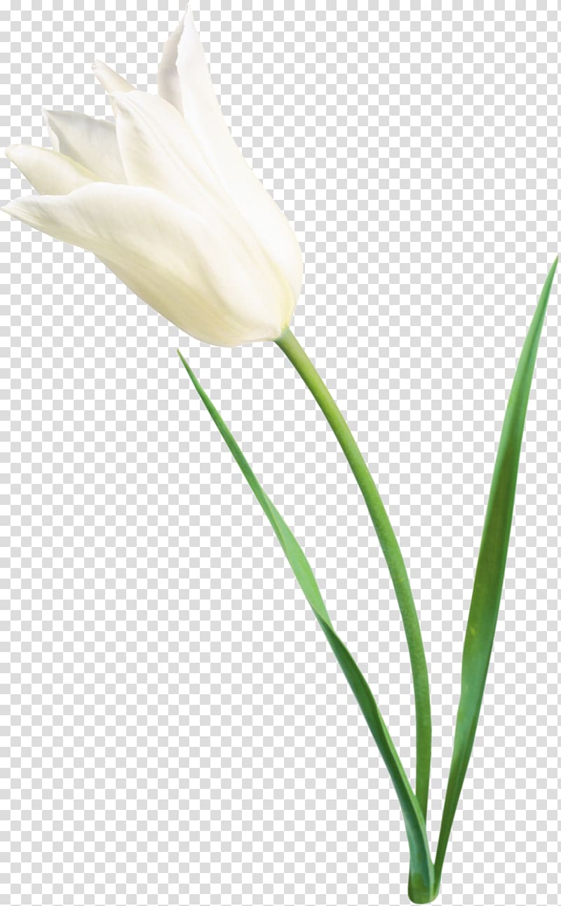 Tulip Flower White , tulip transparent background PNG clipart