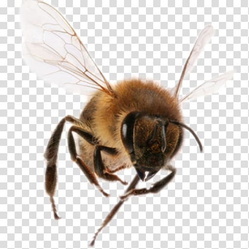 Western honey bee Insect Beehive Bee removal, bee transparent background PNG clipart