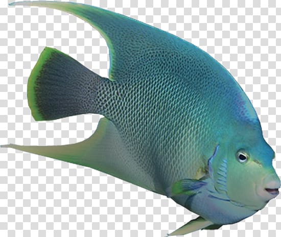 Angelfish Marine biology Coral reef fish Marine mammal, others transparent background PNG clipart