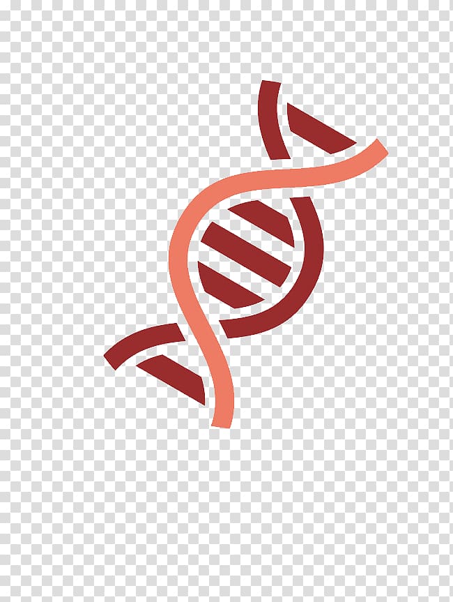Gene DNA Nucleic acid double helix, Dna Phenotyping transparent background PNG clipart