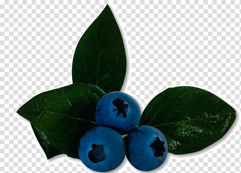 Bilberry Blueberry Product Leaf, blueberry fruit transparent background PNG clipart