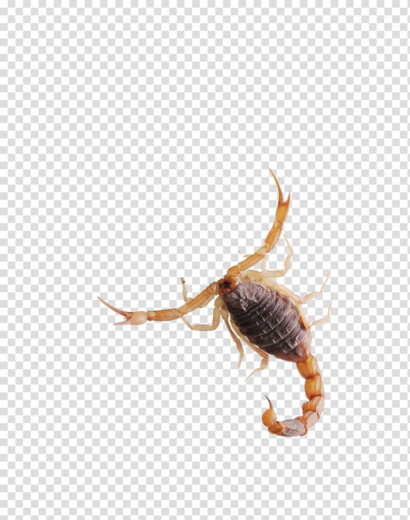 Scorpion Insect, Scorpion transparent background PNG clipart
