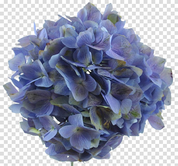 Hydrangea Lavender Flower Blue Purple, lavender transparent background PNG clipart