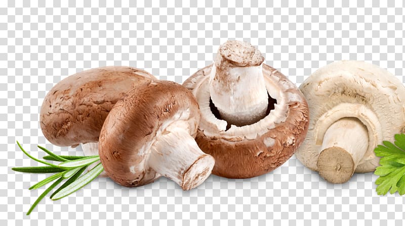 Common mushroom Leigh syndrome Food Thiamine Disease, mushroom transparent background PNG clipart