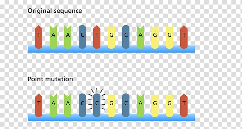 Point mutation DNA Frameshift mutation Genetics, Chromosomal Translocation transparent background PNG clipart