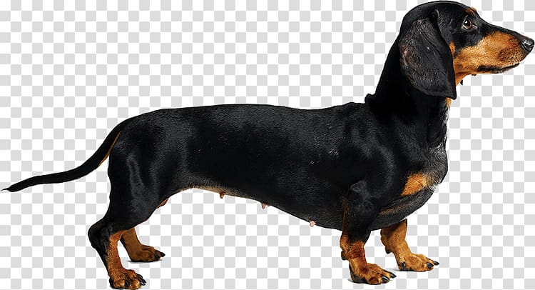 Austrian Black and Tan Hound Dachshund Black and Tan Coonhound Polish Hunting Dog Smaland Hound, Teckel transparent background PNG clipart