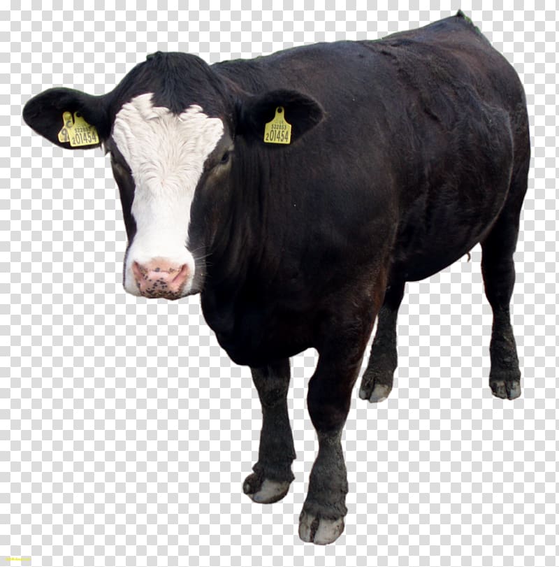 Holstein Friesian cattle Welsh Black cattle Calf Bull, clarabelle cow transparent background PNG clipart