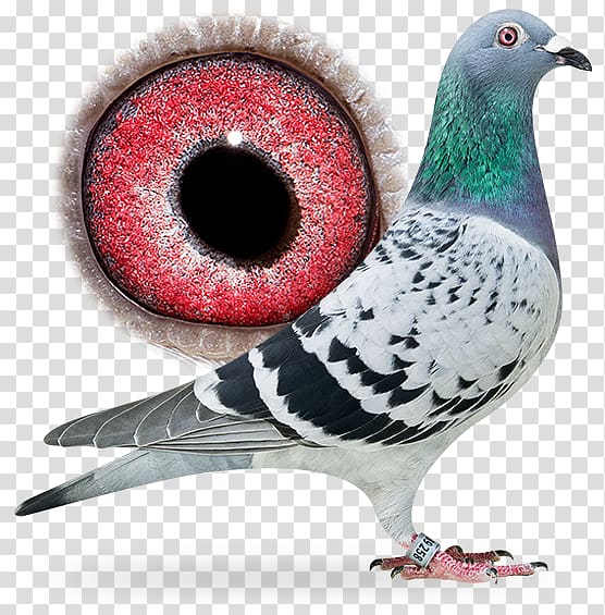 Columbidae Rock dove Pigeon racing Bird Offspring, pigeon dangling ring transparent background PNG clipart