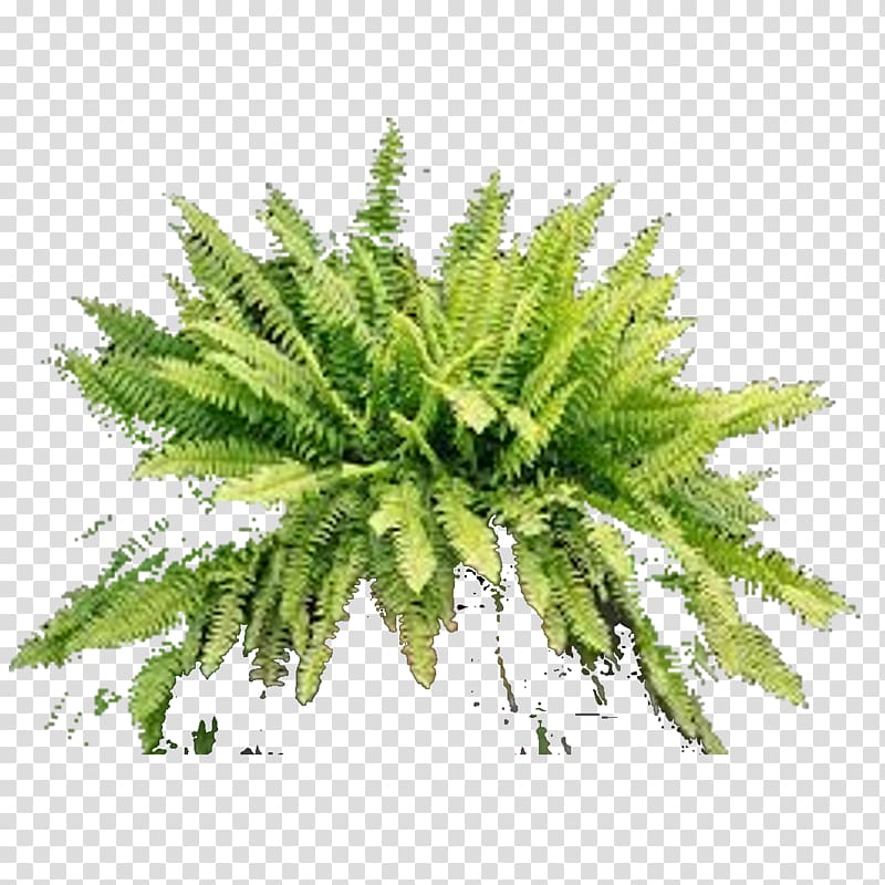 Fern Vascular plant Light Food, layered psd transparent background PNG clipart