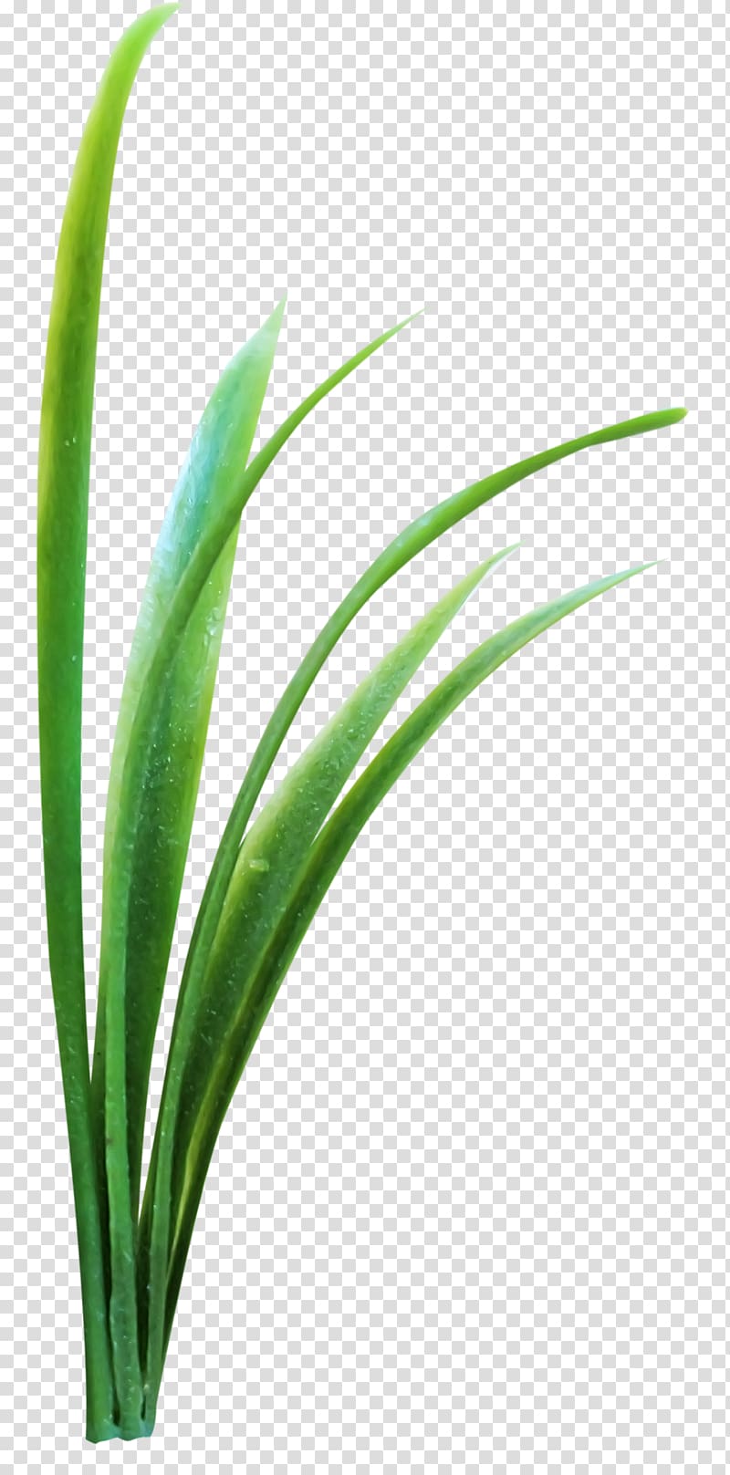 Microchloa Green, grass transparent background PNG clipart