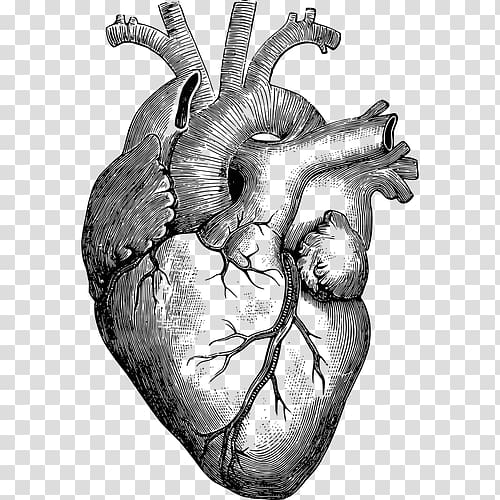 Anatomy Heart Drawing Diagram, human heart transparent background PNG clipart