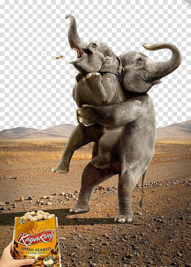 Advertising Animal Advertisements Humour Printing Marketing, Elephants hold small elephant transparent background PNG clipart