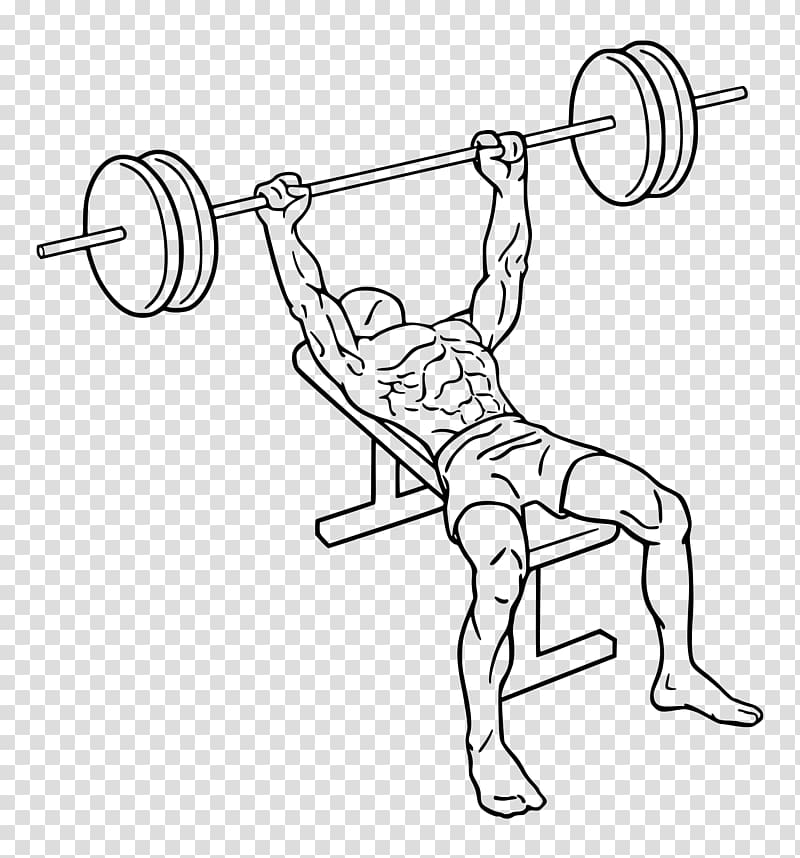 Bench press Weight training Barbell Exercise, weightlifting transparent background PNG clipart