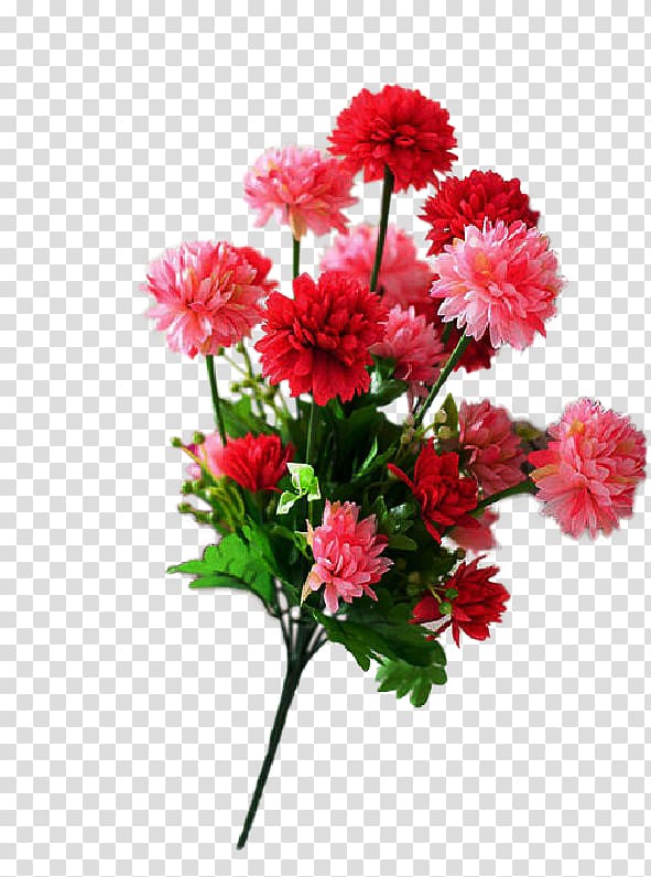 Shoeblackplant Cut flowers Carnation Ornamental plant, flower transparent background PNG clipart