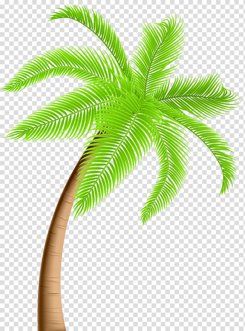 coconut tree illustration, Tree Arecaceae , Palm Tree transparent background PNG clipart