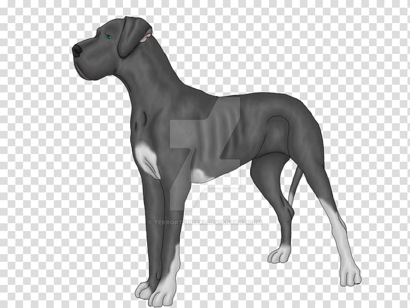 Great Dane Dog breed Guard dog Non-sporting group, Teddy Dog transparent background PNG clipart