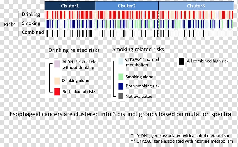 Esophageal cancer Genetic disorder Mutation, esophagus transparent background PNG clipart