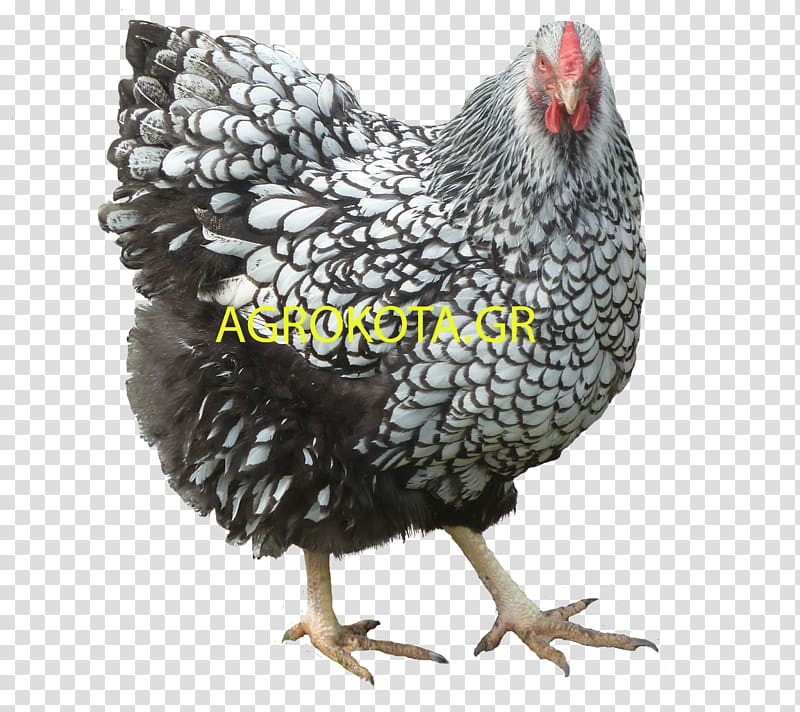 Rooster Australorp Orpington chicken Poultry Breed, hen species transparent background PNG clipart
