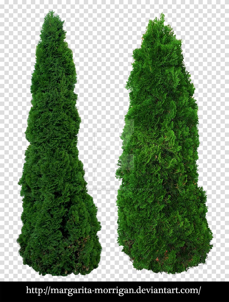 Plant Fir Tree Shrub Cupressus, shrub transparent background PNG clipart
