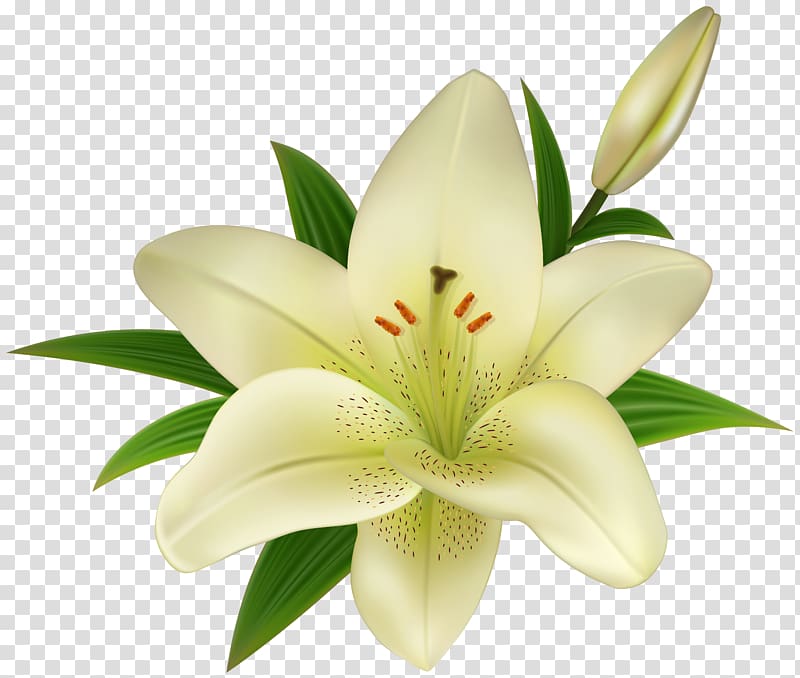 white petaled flower illustration, Lilium Amaryllis belladonna , Lilium transparent background PNG clipart