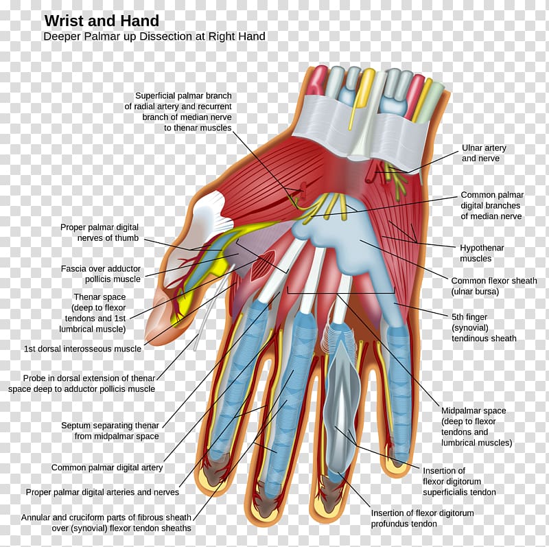 Hand Wrist Carpal bones Anatomy Finger, anatomy transparent background PNG clipart