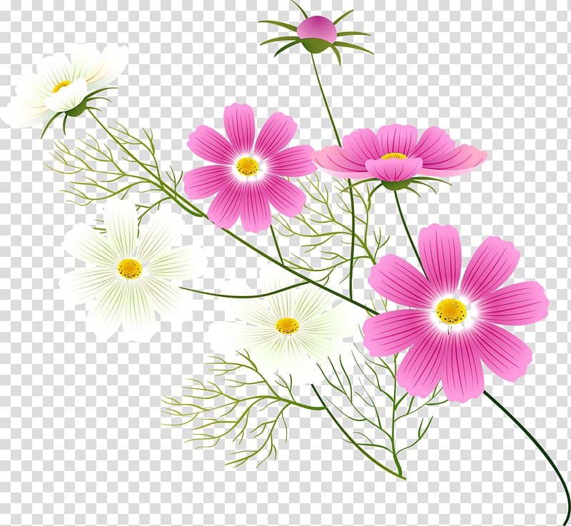 Flower , Cosmos flower transparent background PNG clipart
