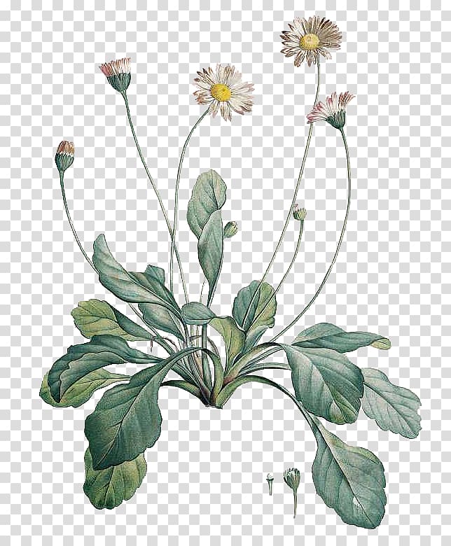 Botanical illustration Common daisy Botany Drawing, flower transparent background PNG clipart