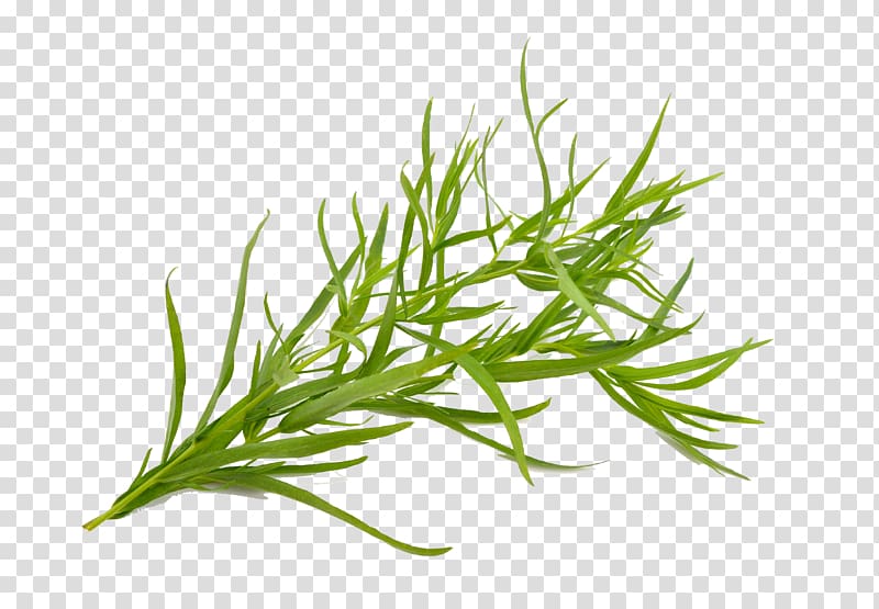 green leaf plant, Tarragon Herb French fries Plant Oil, green tea tree transparent background PNG clipart