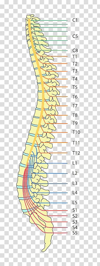 Paraplegia Spinal cord injury Tetraplegia Vertebral column Dermatome, Spina Bifida transparent background PNG clipart